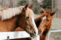 Détenir un équidé chez soi – obligations réglementaires et bonnes pratiques