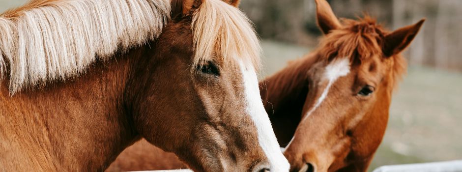 Détenir un équidé chez soi – obligations réglementaires et bonnes pratiques